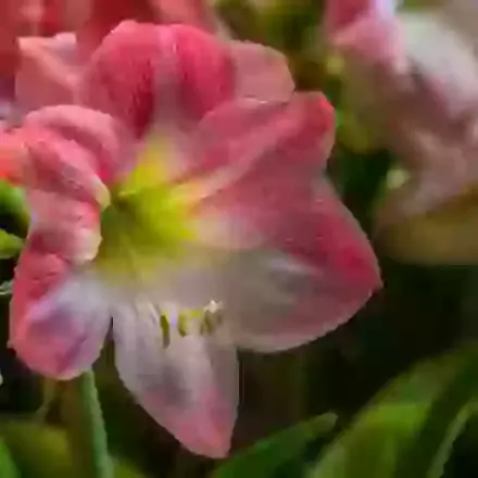Apple Blossom